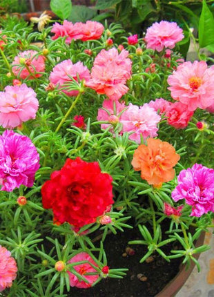 💙Muti-color Portulaca Flower Seeds