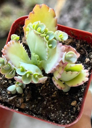 500Pcs Mother of Thousands Seeds – Hardy Succulents Ideal for Beginner Gardeners & Low-Maintenance Decor