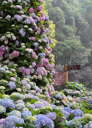 Hydrangea Seeds 50 seeds Mixed Color Seeds Stunning Perennial Flower Seeds for Gardeners Hardy Blooms Perfect for Landscaping and Garden Beautification