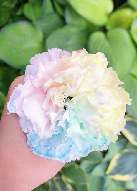 Mixed Color Carnations