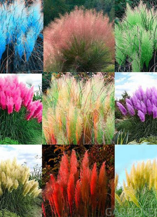 Mixed Pampas Grass Ornamental Seeds