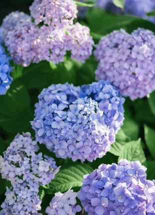 Hydrangea Seeds 50 seeds Mixed Color Seeds Stunning Perennial Flower Seeds for Gardeners Hardy Blooms Perfect for Landscaping and Garden Beautification