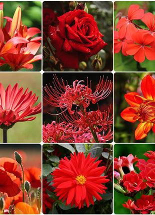 Red Head - Exclusive Red Wildflower Seed Mix