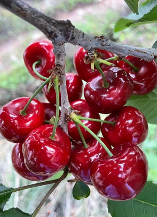 Cherry Seeds