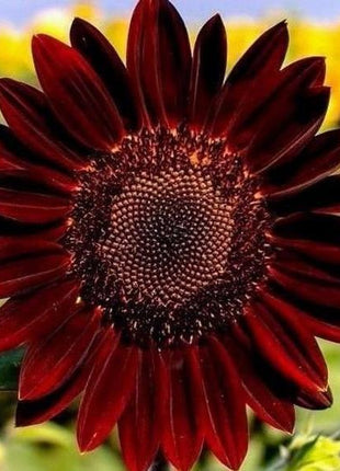 Red Wave Hybrid Sunflower Seeds