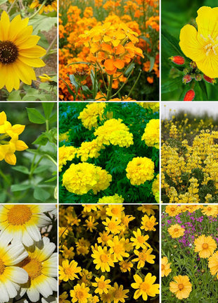 Exclusive Yellow Wildflower Seed Mix