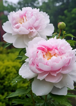 Black Beauty Peony Flower Seeds