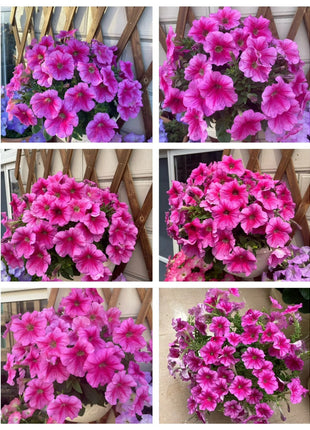🌸The Latest Petunia Varieties In 2024