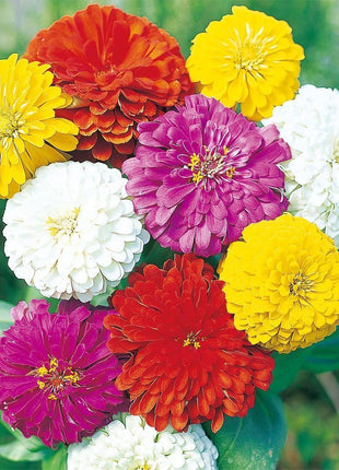 Zinnia State Fair Mix