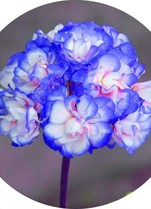Rare 'Night Blue' Geranium Seeds Appleblossom Rosebud Pelargonium Perennial