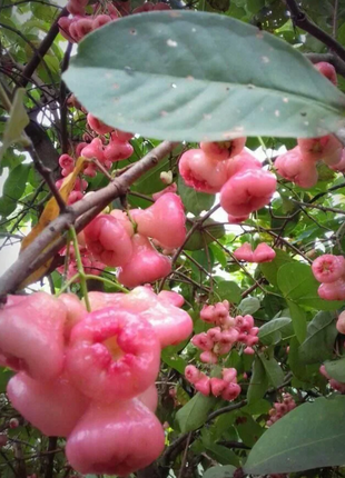 Pink Lotus Mist Seeds