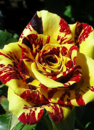 Tea Rose 'Dragon Tiger' Seeds
