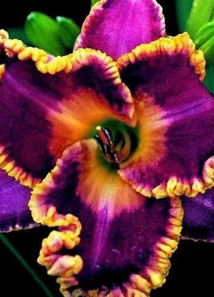 Daylily Hybrid Flowers Seeds, Hemerocallis Hybrid, 20pcs/pack