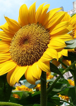 50 Seeds Mammoth Russian Sunflower Seeds