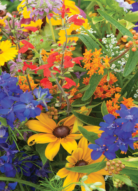 Mixed Wildflower Hummingbird Seeds