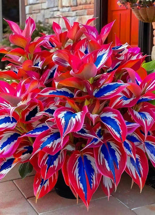 800pcs Mixed Color Hosta Seeds – Vibrant Shade-Loving Foliage for Stunning Ground Cover