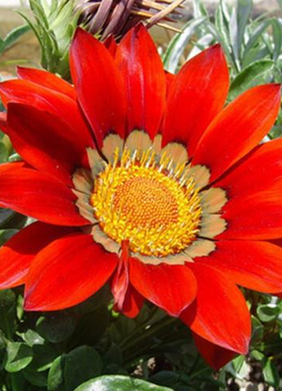 20 Seeds Gazania Coastal Rigens SunFlower Seeds