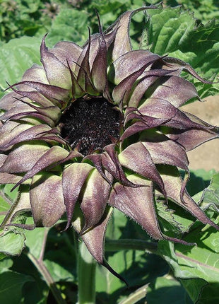 Unique Purple Sunflower Seeds 50 Per Pack