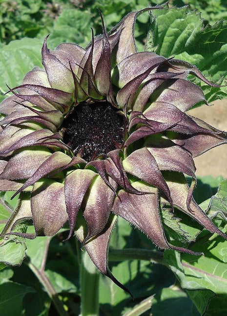 Unique Purple Sunflower Seeds 50 Per Pack