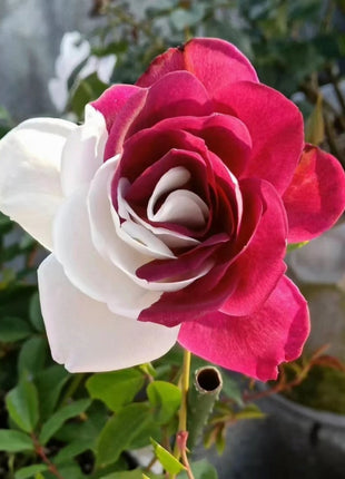 Rare Twin Roses - Seeds