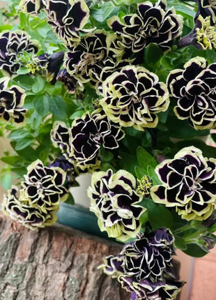 Double Petunia Seeds
