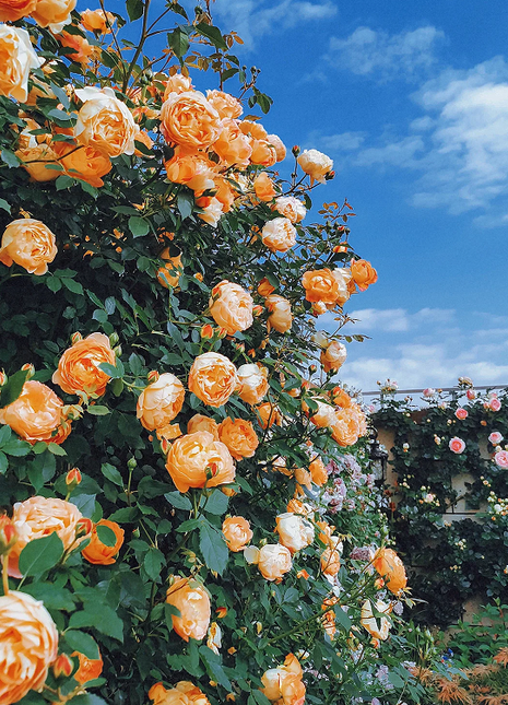 Garden Climbing Rose Flower Seeds