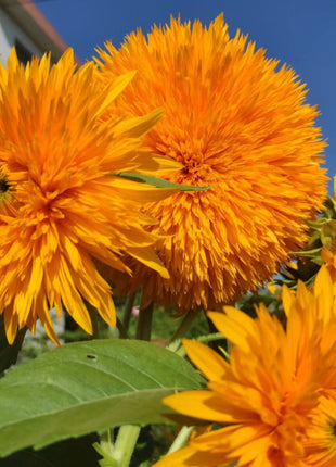 Teddy Bear Sunflower Seeds