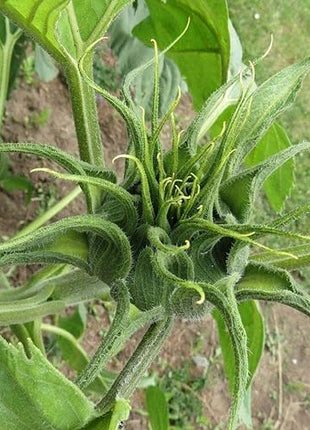 Sunflower Seeds for Planting Rare Multi Color Garden Seeds Sunflowers