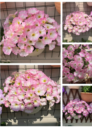 🌸The Latest Petunia Varieties In 2024