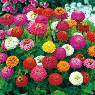 Zinnia State Fair Mix