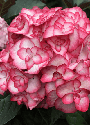 Outdoor hydrangea 'Miss Saori blue' 50 Seeds