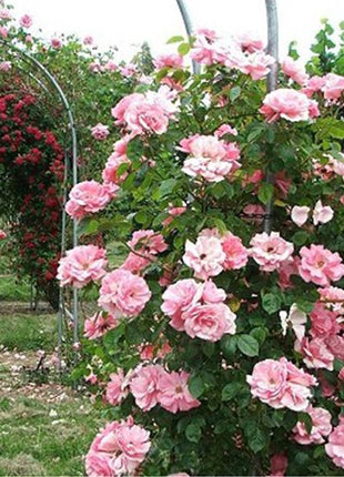 Pink Lady Rose Climbing Seeds