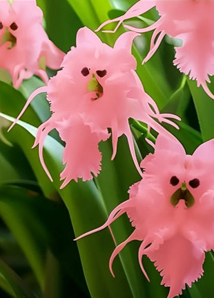 Multicolor Cat Face Orchid Seeds  HenryGarden