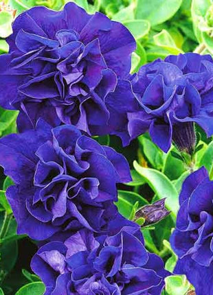 Double Cascade Petunia Duo Blue F1 Seeds - Petunia x hybrida