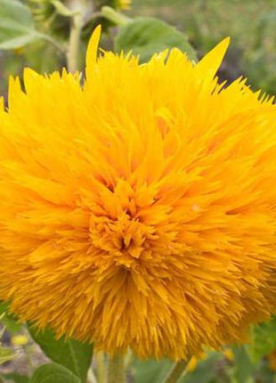 50 Seeds Teddy Bear Sunflower