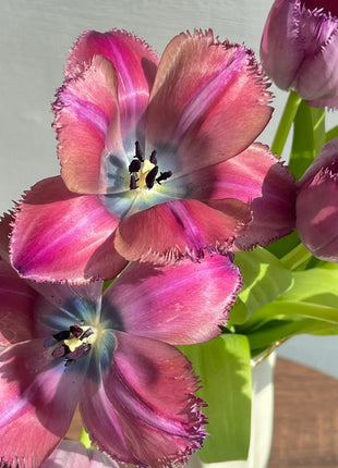 Frill Tulip seeds