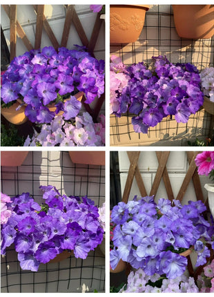 🌸The Latest Petunia Varieties In 2024
