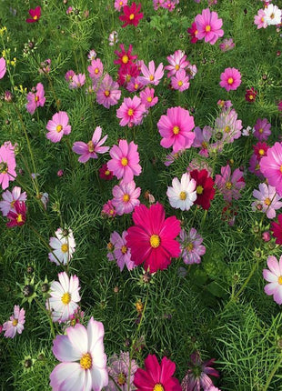 Wildflower Northeast Mix