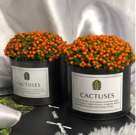 Pearl Orange Succulent Potted Plant