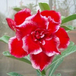 2 Pcs Rainbow Desert Rose Seeds