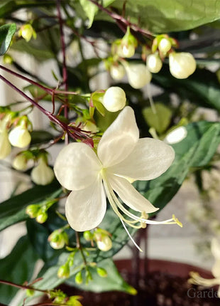 🌼Weeping Jasmine Seeds - White Jade Butterfly