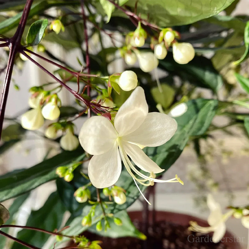 indian jasmine flower seeds 🌼Weeping Jasmine Seeds