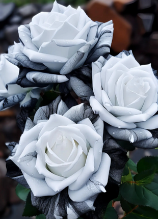 Rare Ink Rose Seeds