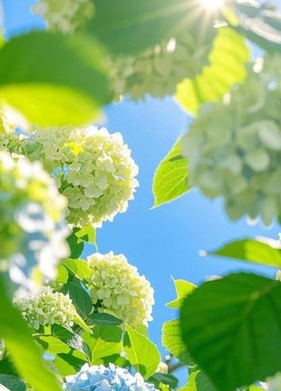 200 pcs Mixed Hydrangea Seeds – Colorful Blooms for Stunning Garden Displays