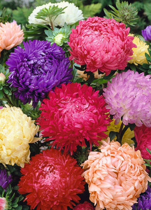 Aster Seeds (Peony Duchess) - Mix