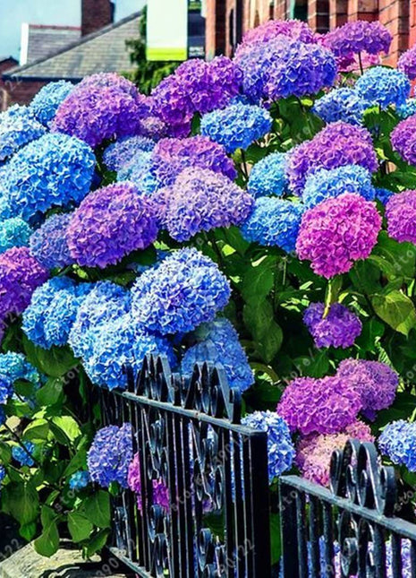 Hydrangea Seed Bonsai Flower Seeds Hydrangea Perennial Garden Home