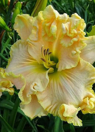 Daylily Hybrid Flowers Seeds, Hemerocallis Hybrid, 20pcs/pack