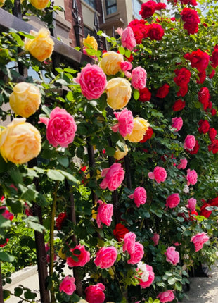 🌹Climbing Rose Seeds - Luck Rises