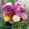 Carnation
