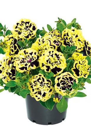 Black Pearl Double Petunia Seeds